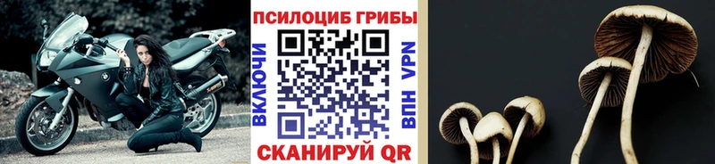 Псилоцибиновые грибы мицелий  кракен онион  Райчихинск 
